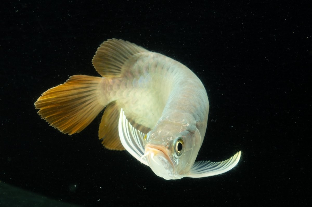 画像11: スーパーレッド ショート個体 NO.10 (11)