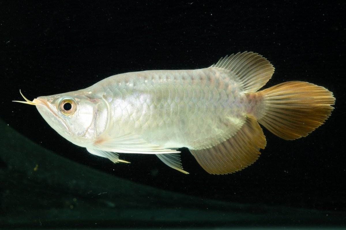 画像9: スーパーレッド ショート個体 NO.10 (9)