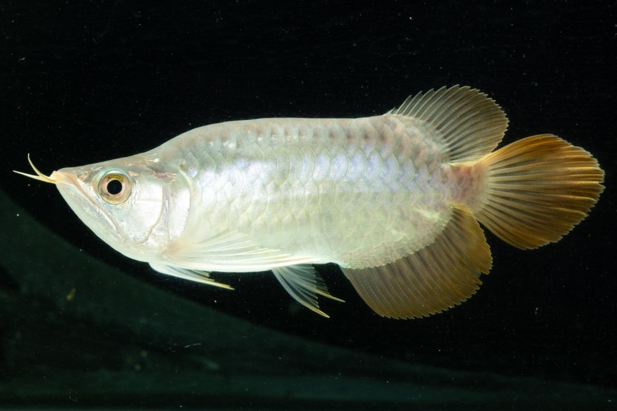 画像7: スーパーレッド ショート個体 NO.10 (7)