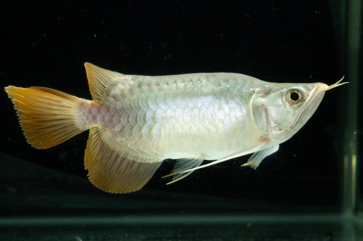 画像8: スーパーレッド ショート個体 NO.10 (8)