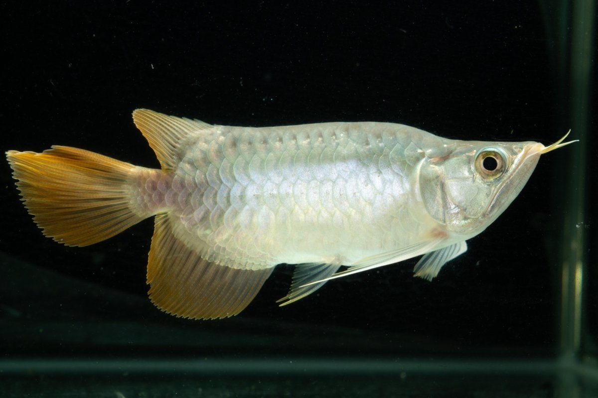 画像6: スーパーレッド ショート個体 NO.10 (6)