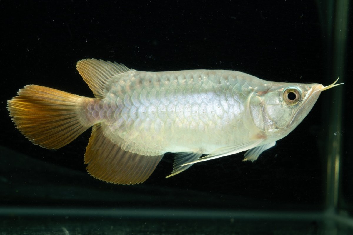 画像12: スーパーレッド ショート個体 NO.10 (12)