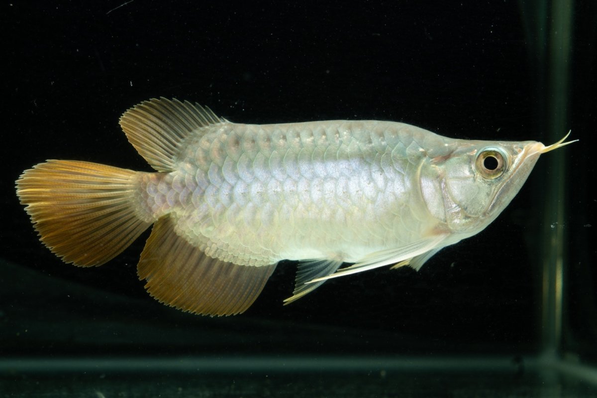 画像4: スーパーレッド ショート個体 NO.10 (4)