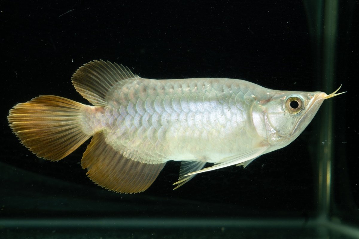 画像2: スーパーレッド ショート個体 NO.10 (2)