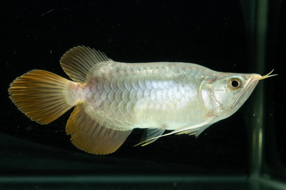 画像10: スーパーレッド ショート個体 NO.10 (10)