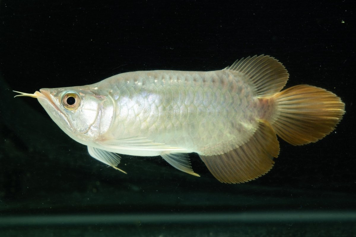 画像5: スーパーレッド ショート個体 NO.10 (5)