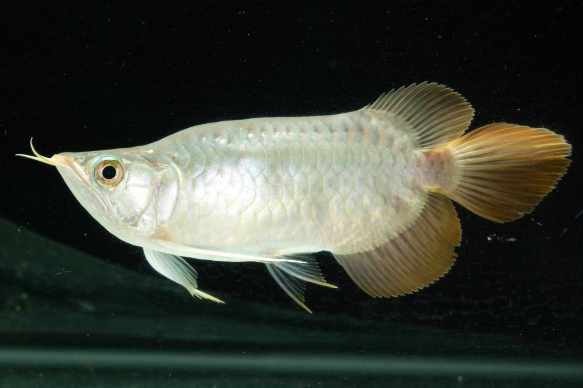 画像3: スーパーレッド ショート個体 NO.10 (3)