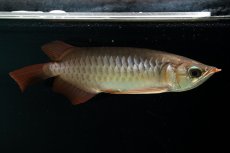 画像3: スーパーレッド NO.111（下取り魚） (3)