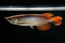 画像4: スーパーレッド NO.111（下取り魚） (4)