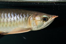 画像7: スーパーレッド NO.111（下取り魚） (7)