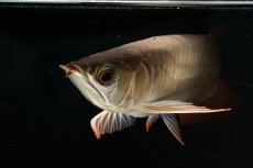 画像6: スーパーレッド NO.111（下取り魚） (6)