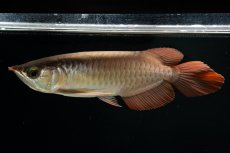 画像2: スーパーレッド NO.111（下取り魚） (2)