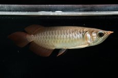 画像5: スーパーレッド NO.111（下取り魚） (5)