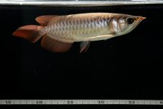 画像10: スーパーレッド NO.111（下取り魚） (10)