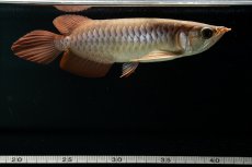 画像9: スーパーレッド NO.111（下取り魚） (9)