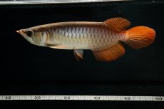 画像8: スーパーレッド NO.111（下取り魚） (8)