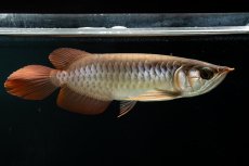 画像1: スーパーレッド NO.111（下取り魚） (1)