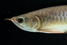 画像8: スーパーレッド NO.222（下取り魚） (8)