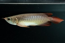 画像2: スーパーレッド NO.222（下取り魚） (2)