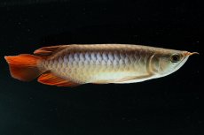 画像6: スーパーレッド NO.222（下取り魚） (6)