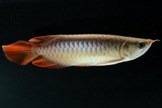 画像5: スーパーレッド NO.222（下取り魚） (5)
