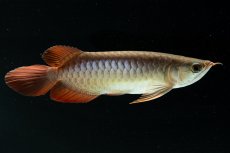 画像3: スーパーレッド NO.222（下取り魚） (3)