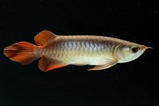 画像1: スーパーレッド NO.222（下取り魚） (1)