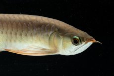 画像7: スーパーレッド NO.222（下取り魚） (7)