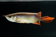 画像4: スーパーレッド NO.222（下取り魚） (4)
