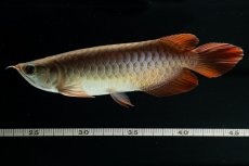 画像10: スーパーレッド NO.222（下取り魚） (10)