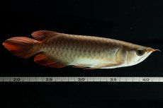 画像9: スーパーレッド NO.222（下取り魚） (9)