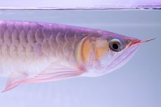 画像8: スーパーレッド NO.333（下取り魚） (8)