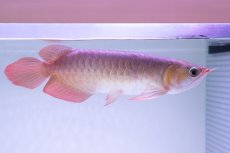 画像6: スーパーレッド NO.333（下取り魚） (6)