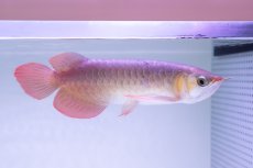 画像1: スーパーレッド NO.333（下取り魚） (1)