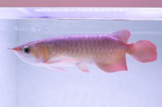 画像4: スーパーレッド NO.333（下取り魚） (4)