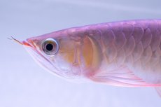 画像7: スーパーレッド NO.333（下取り魚） (7)