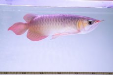 画像11: スーパーレッド NO.333（下取り魚） (11)
