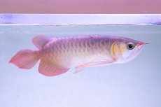 画像3: スーパーレッド NO.333（下取り魚） (3)