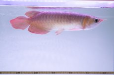 画像10: スーパーレッド NO.333（下取り魚） (10)