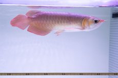 画像9: スーパーレッド NO.333（下取り魚） (9)