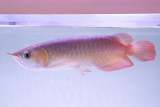 画像2: スーパーレッド NO.333（下取り魚） (2)