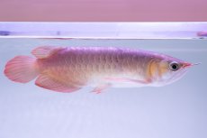 画像5: スーパーレッド NO.333（下取り魚） (5)