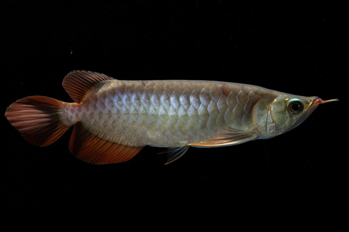 画像3: メタルレッド F4 NO.2（ディナミカカプアス産） (3)