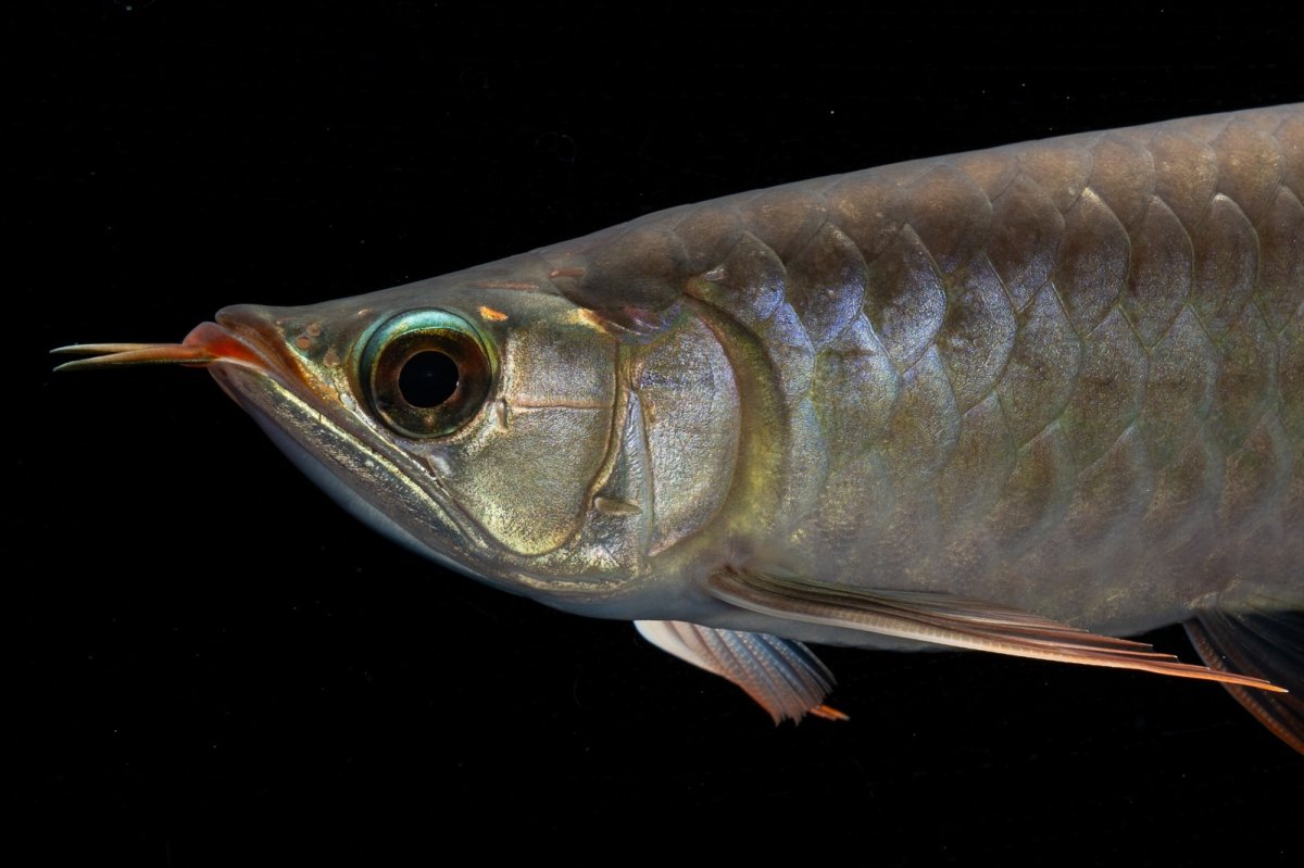 画像6: メタルレッド F4 NO.2（ディナミカカプアス産） (6)