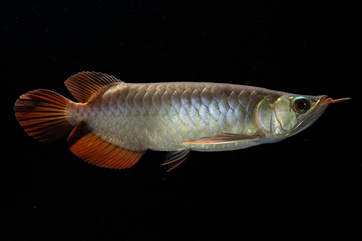 画像5: メタルレッド F4 NO.2（ディナミカカプアス産） (5)