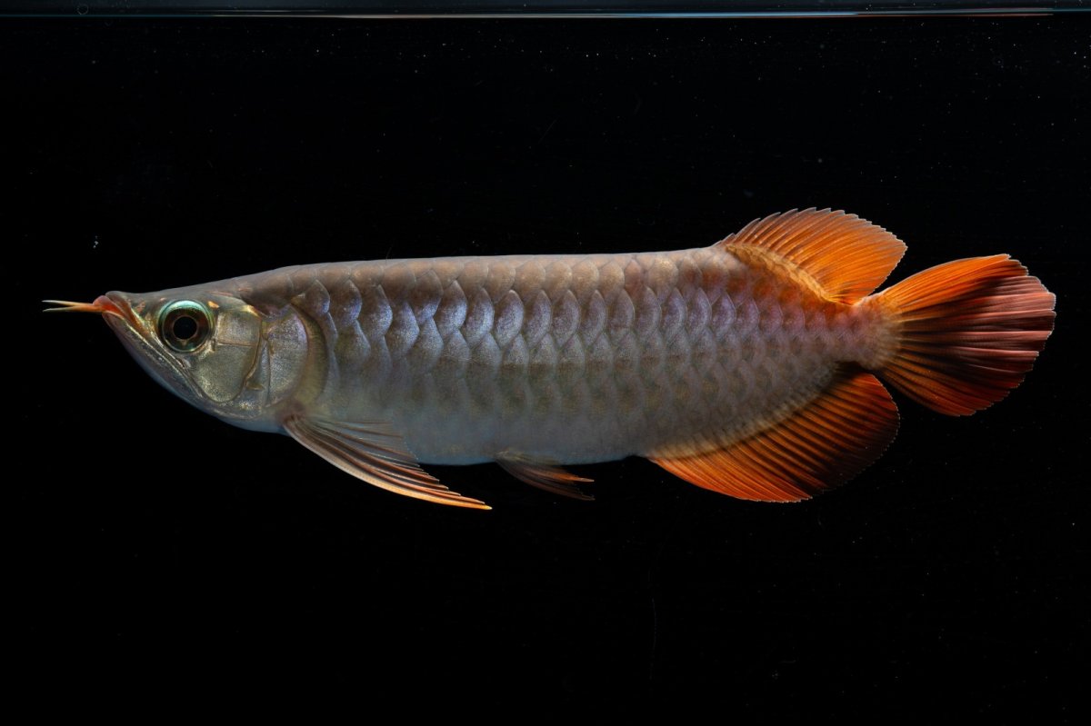 画像2: メタルレッド F4 NO.2（ディナミカカプアス産） (2)