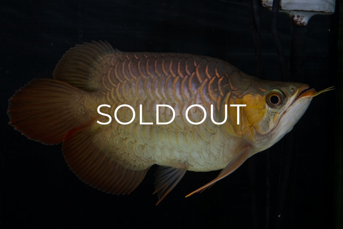 画像7: スーパーレッド ショート個体(#1) NO.51 (7)