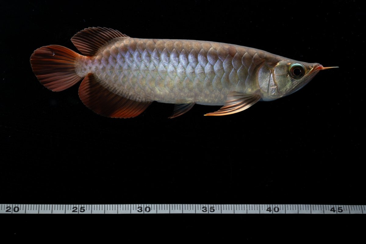 画像7: メタルレッド F4 NO.2（ディナミカカプアス産） (7)