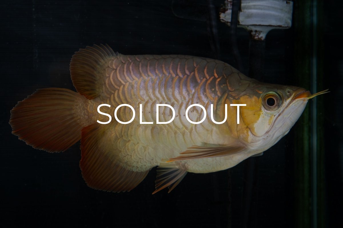 画像13: スーパーレッド ショート個体(#1) NO.51 (13)