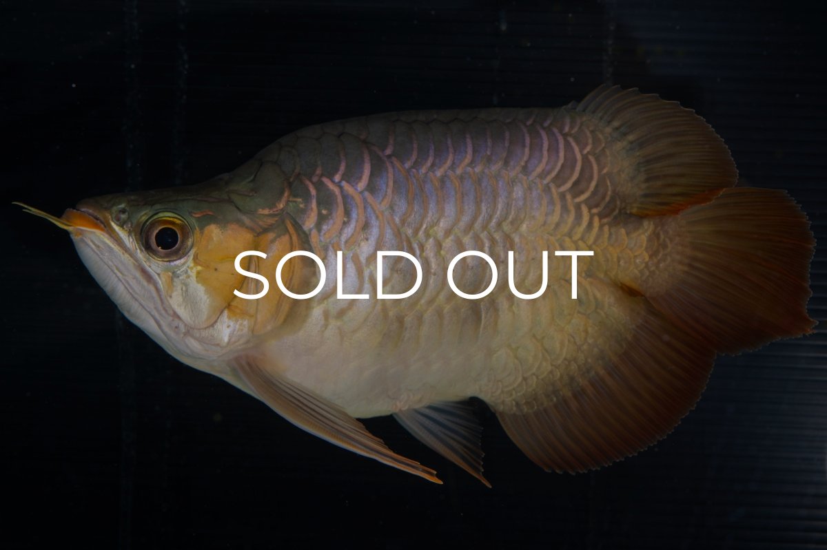 画像23: スーパーレッド ショート個体(#1) NO.51 (23)